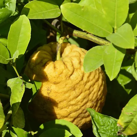 Fortunella 酒店 3*